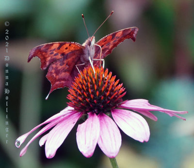 Questtionmark Butterfly on the echinacea