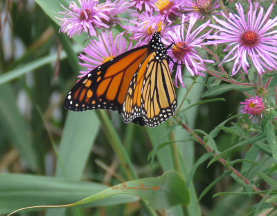 Monarch on Aster while looking for the Bittern