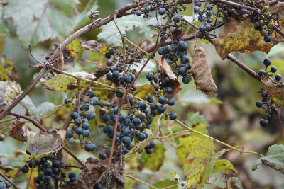 Wild Grapes