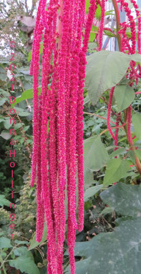 October Amaranth GLOW