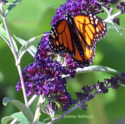 Monarch on a Butterfly Weed
