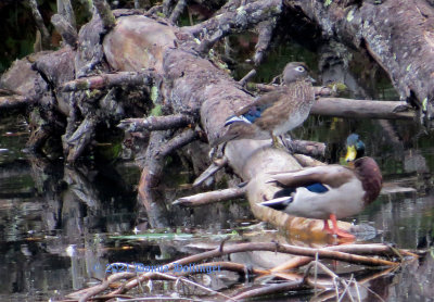 Female Woodduck and Male Mallard Neither one quite mature