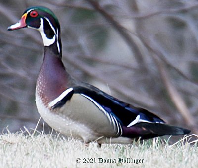 Male Woodduck after a swim