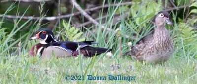 A pair of Woodducks very close to where I live
