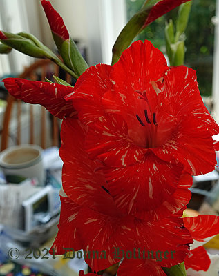 Gladioli Red and Speckled