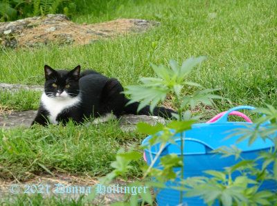 Gattino Visitor reminding me of this last SUMMER.