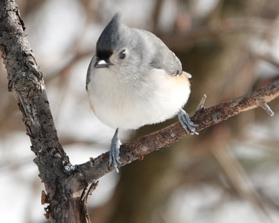 Hungry titmouse angling for the Birdfeeder