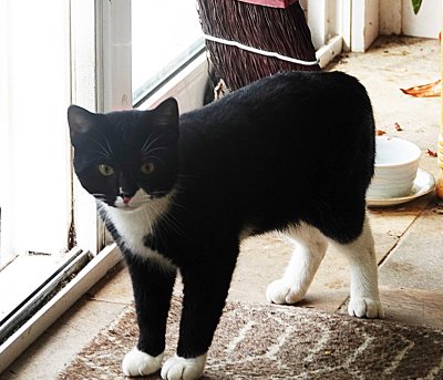 Gattino venturing in the breezeway