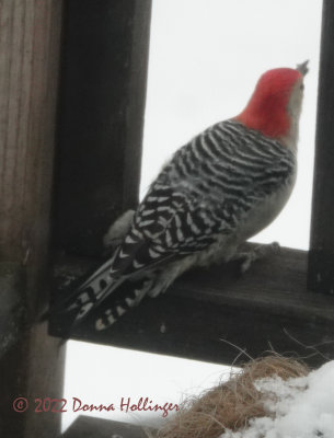 Red Bellied Woodpecker ready to take off