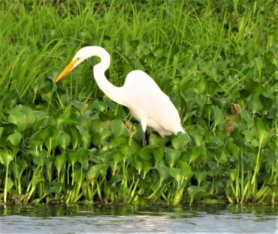 Egret 