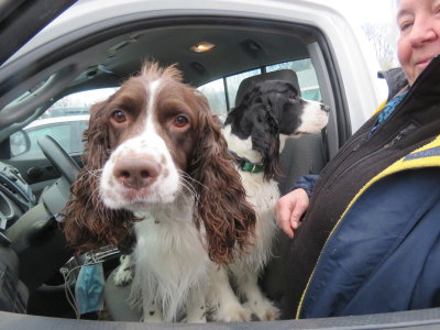 Springer Spaniel