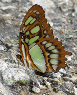 Cuban (malachite) Butterfly in Vinales
