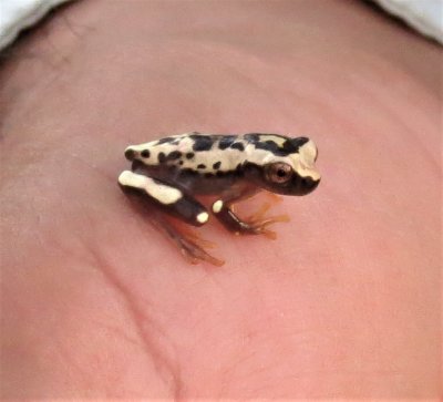 Clown Frog as big as your little finger nail