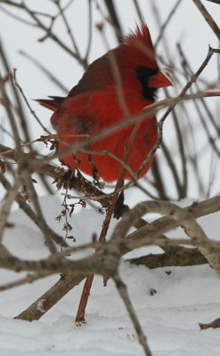 We have a new Cardinal This year!
