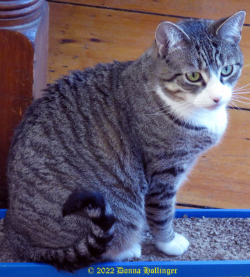 Kotchka Kitty With a Curly Tail!!!
