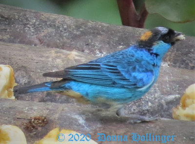 Golden naped Tanager