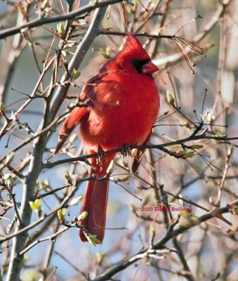 Male Cardinal