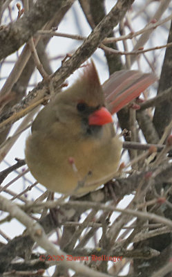 Female Cardinal