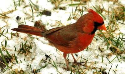 Male Cardinal Today
