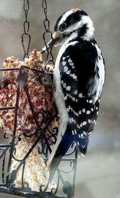 Hairy Woodpecker feeding on suet