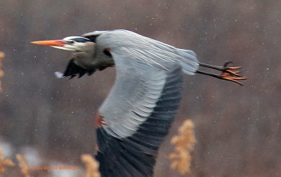 Flying Great Blue Heron in Nuptial Plumage