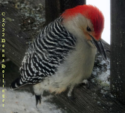 This RedBellied Woodpecker comes every day  