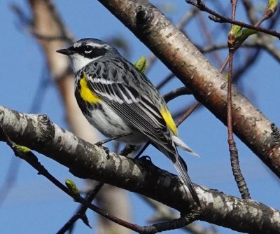 Myrtle Warbler posing for me!
