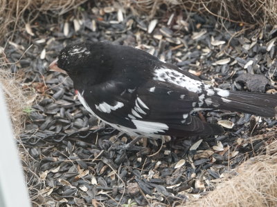Never saw the tops of their heads! Rose Breasted grosbeaks have some white
