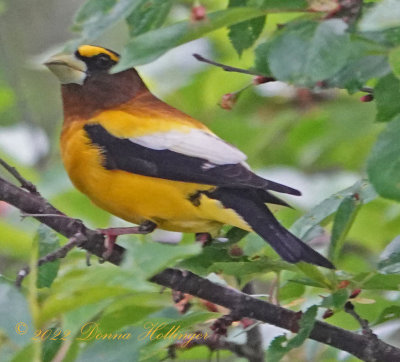 This Evening Grosbeak and his mate have been here