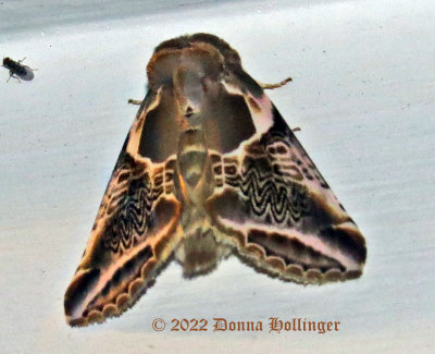 Habrosyne Scripta Moth