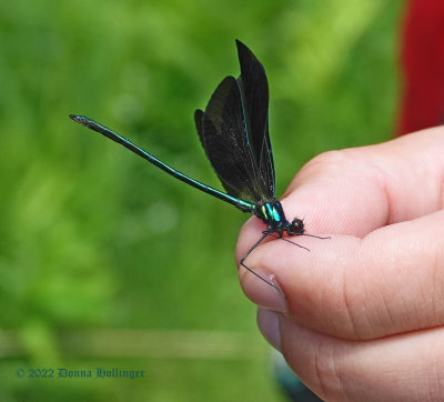 Ebony Jewelwing