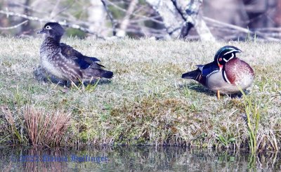 Mr and Mrs. Woodduck