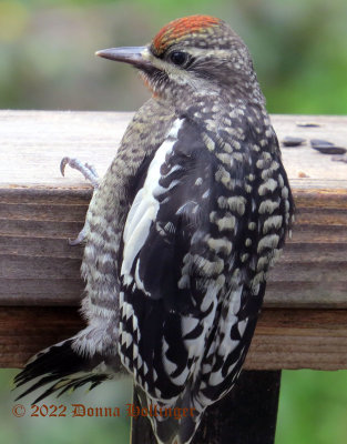 After the rain yesterday this baby sapsucker showed up