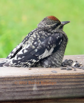 Chick Sapsucker (immature male)