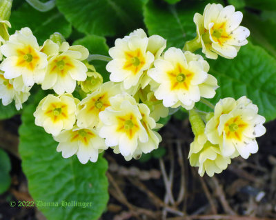 A long time ago primula