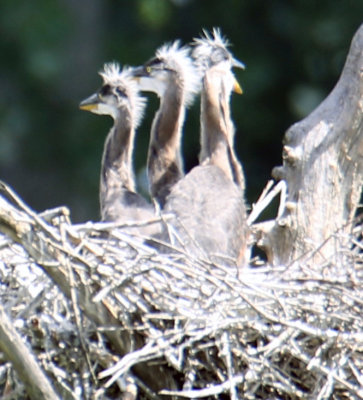 3 Heron Chicks on the lookout for mom and Dad