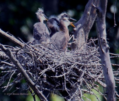 3 Heron Chicks waiting for parents to feed them today