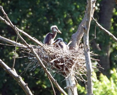 Two and a Half Heron Chicks in the Nest
