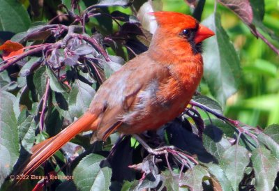 These two photos are opposite sides of the cardinal