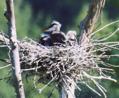Earlier that morning, 3 heron chics in nest