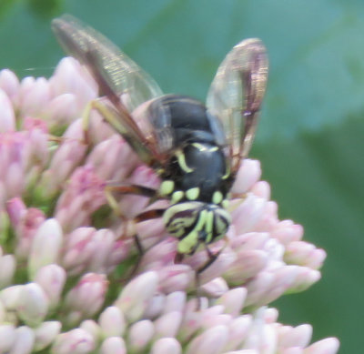 Fly mimic of Bald Faced Hornet