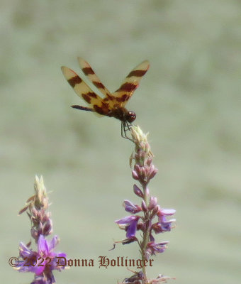 Calico Pennant Dragonfly  VERY FAST
