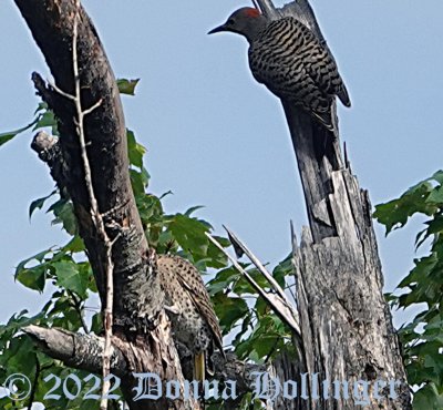 Two Flickers up in the tree