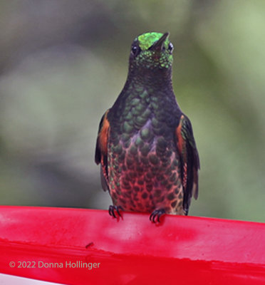 Columbian Hummingbird Spotted