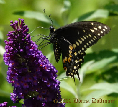 Papilio Xylene on Butterfly Bush