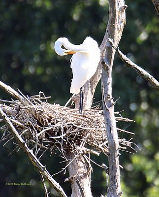 Heron's Nest but...Great Egret!
