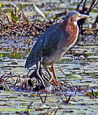Green Heron looking for a meal!