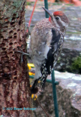 Male Immature Sapsucker