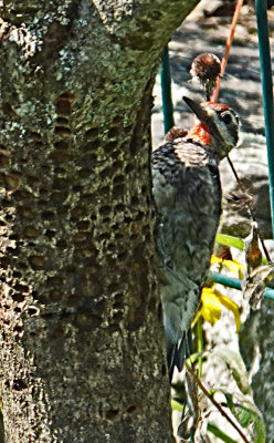 Immature Male Sapsucker on a dogwood tree