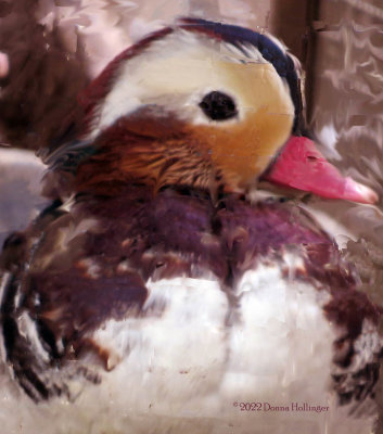Mandarin Duck freed from his cage